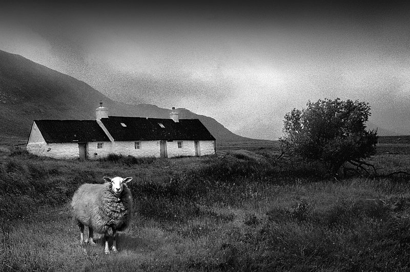533 - highland sheep - BLEYEN Livinus - belgium.jpg